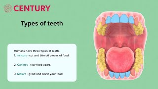 Teeth  KS2 Science [upl. by Kadner390]