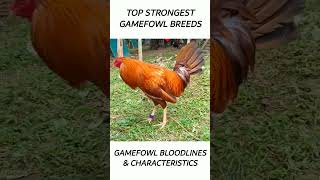 Top Gamefowl of the year 2024 short gamefowl rooster [upl. by Sprage741]