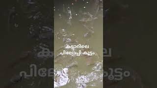 കാടിനുള്ളിലെ പിലോപ്പി കൂട്ടം Fish In Forest River fishing [upl. by Ynnus884]