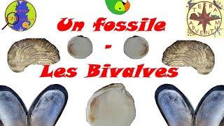 Un fossile  les Bivalves Minute géologique 36 [upl. by Nealon]