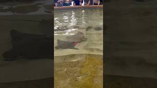 stingray sting aquarium ocean youtubeshorts youtube shorts short shortvideo trending [upl. by Hamner]