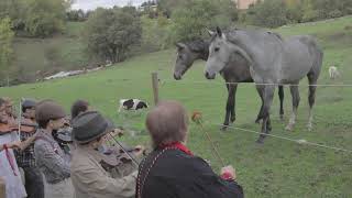 Concerto per cavalli e mucche curiose  Musica Spiccia [upl. by Narcis541]