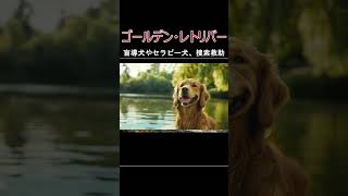 犬の種類ゴールデンレトリーバーの紹介 [upl. by Etnauq]