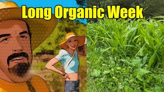 Organic Fertilizers vs Synthetic Fertilizers When to use WHAT [upl. by Tijnar]