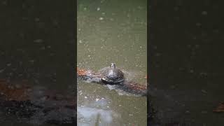 Exploring the swamp animals crocodile alligator boat [upl. by Anail]