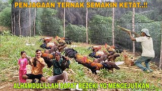 ALHAMDULILLAH DAPAT REZEKI YANG MENGEJUTKAN PENJAGAAN TERNAK SEMAKIN KETAT [upl. by Derf]