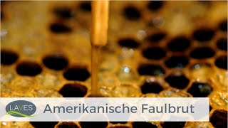 Amerikanische Faulbrut  Biologie Pathogenese und Bekämpfung [upl. by Sayers543]