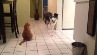 Cat vs Border Collie [upl. by Nywra]