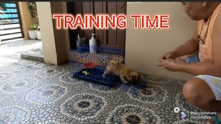 MY SMART SHIRANIAN PUPPY FAST LEARNER  TWO MONTHS OLD [upl. by Izogn]