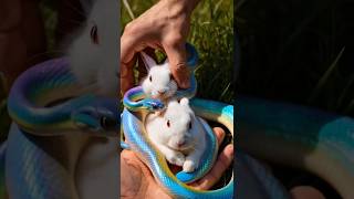 Vibrant snake with two rabbits wildlife shorts nature [upl. by Ingmar]