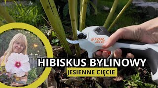 Hibiskus bylinowy hibiskus bagienny  jesienne cięcie ze Stihl [upl. by Afton323]