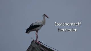 Storchentreff Herrieden [upl. by Hazlett]