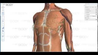 Zygote Body2 Tutorial amp Overview  Anatomy [upl. by Swec]