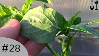 Biological Control Of Greenfly  Nicks Allotment Diary 28 [upl. by Anahsed]