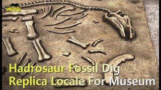 Hadrosaur Fossil Dig Replica Locale For Museum  Fossil Replica [upl. by Olinad]