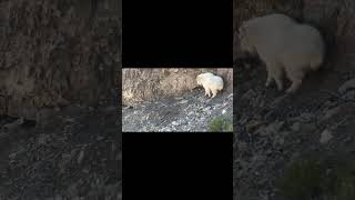 Mtn GOAT down 2 quick shots Killshot hunting huntingvideo [upl. by Normac]