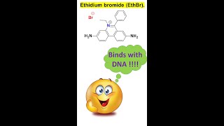 shorts Ethidium bromide EthBr as DNA intercalating agents by Dr Tanmoy Biswas [upl. by Karyn]