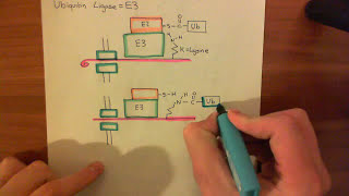 Endoplasmic Reticulum Activated Degradation ERAD Part 2 [upl. by Leftwich953]