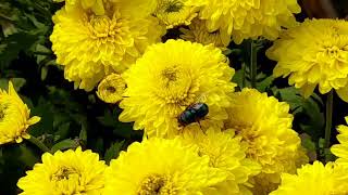 Chrysanthemums guliduadiprenial herb shrub like ornament flowers [upl. by Rhianon]