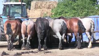 CadzandTrekpaardenwereldOostburgEede fietsroute [upl. by Einama191]