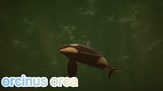 Compilation de chasse orcinus orca 18 [upl. by Amadas172]