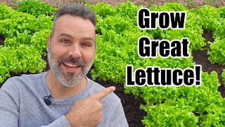 How to Grow Lettuce  Complete Guide [upl. by Boser]