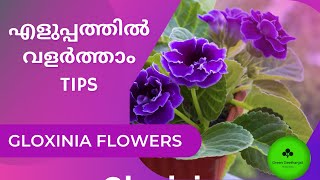 Beautiful Gloxinia Flowers Care and propagation Malayalam [upl. by Littman558]