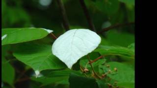 Ac ⚪🥝Actinidia polygama 木天蓼（マタタビ Matatabi） silvervine [upl. by Urbannai]