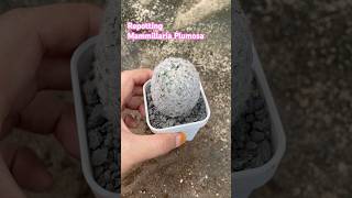 repotting mammillaria mammillariaplumosa [upl. by Adnalor]