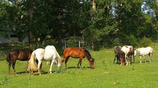 Caballos y vacas en Valonsadero [upl. by Aleda]