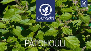 Patchouli  EssentialOilPlant Portrait by Dr Malte Hozzel [upl. by Castora]