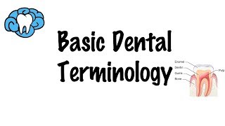 Basic Dental Terminology [upl. by Anilocin]