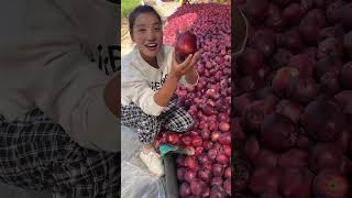 Landscape harvest red pear and cutting test with eating so sweet fruit satisfying shortvideo [upl. by Dona]