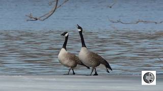 Bernache du Canadadiscussion de coupleCanada Goose couple discussion [upl. by Keavy]