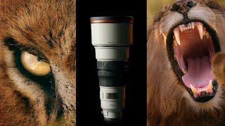 Sony GM 300mm f28  WILDLIFE  SPORT LENS  GHOST FRAME [upl. by Enitnemelc]