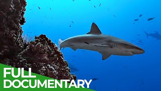 Underwater Volcanoes  Oases of the Sea  Free Documentary Nature [upl. by Nnylrefinnej]