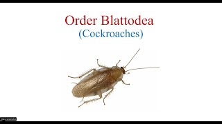 Order Blattodea [upl. by Nyrhtakyram977]