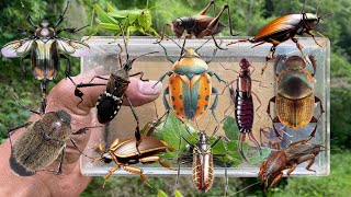 Hunting beetles‼️catch golden beetle longhorn beetle stag beetle mole cricket insect earwig bug [upl. by Randie404]