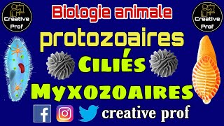 Biologie Animale  protozoaires les ciliés et les myxozoaires darija [upl. by Jimmy]