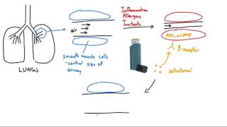 Salbutamol Ventolin Explained in 2 Minutes [upl. by Yeldnarb]