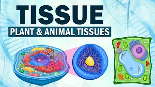 Class 9  Tissue Plant and Animal tissues  Biology  ICSE Board  Home Revise [upl. by Kass]