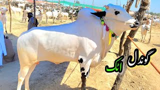 Gondal Mandi Attock  VIP Animals for Qurbani Eid 2024  Bakra Mandi 2024  Eid ul Adha 2024 [upl. by Bein]