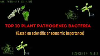 Top 10 plant pathogenic bacteria which have economic and scientific importance [upl. by Nirihs]