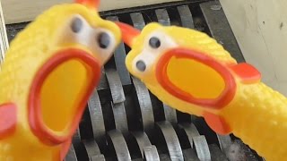 Shredding Screaming Rubber Chickens Shrilling [upl. by Grissom329]