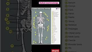 The skeletal system [upl. by Adalai96]