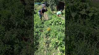 🌱desmalezando canteros 👌shorts youtubeshorts balconygardening balconygarden garden plants [upl. by Elita434]