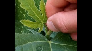 How to promote branching amp fruiting by pinching fig trees [upl. by Regnij]