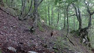 LLEGA EL OTOÑO AL BOSQUE CADUCIFOLIOLOBOS PATRULLANDO [upl. by Olyhs]