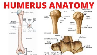 humerus bone anatomy 3d  anatomy of humerus bone attachments anatomy  bones of upper limb [upl. by Ahsanat903]