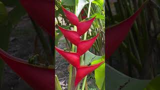 Helicônia Stricta Íris red florestropicais flores jardimtropical natureza tropicalflowers fy [upl. by Sheya]